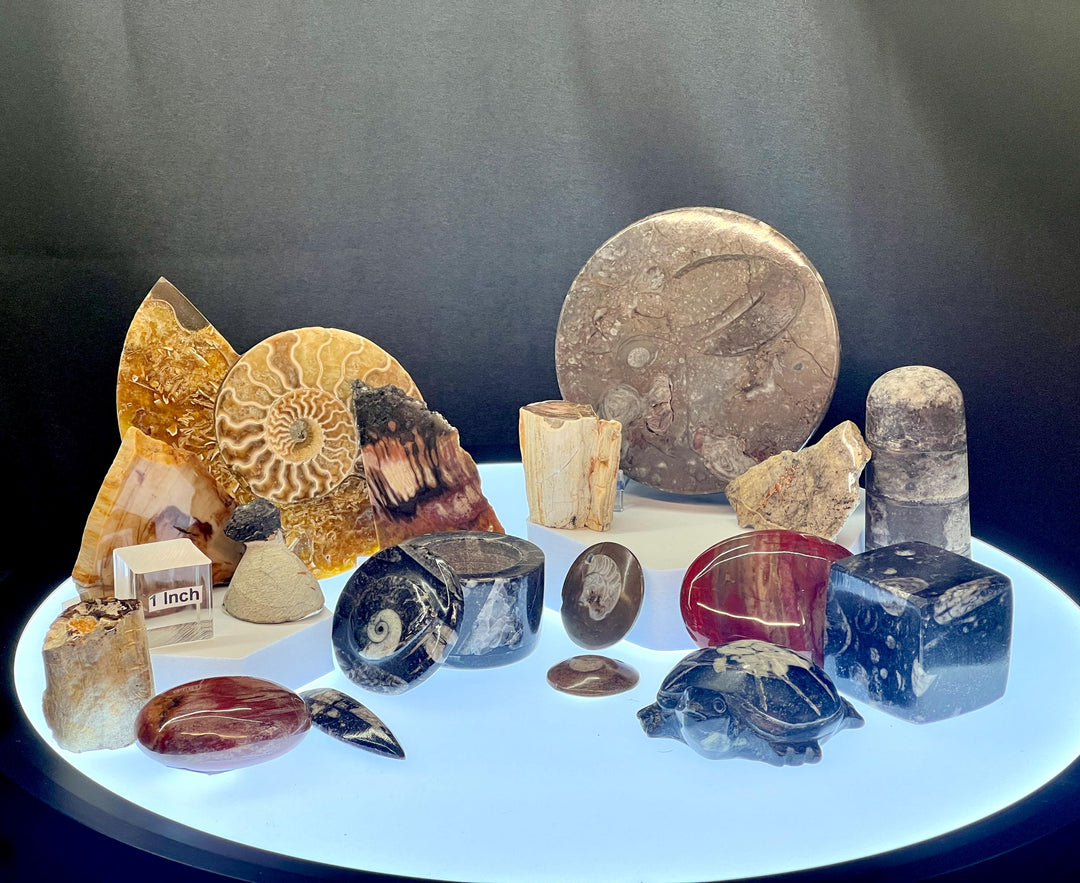 Fossil Bundle Lot (17 Pieces) Bulk Wholesale Gemstone Décor Collection