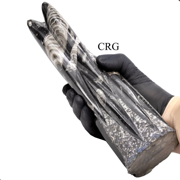 Orthoceras Fossil Sculpture (1 Piece) Size 11 to 13 Inches Crystal Gemstone Home DecorCrystal River Gems