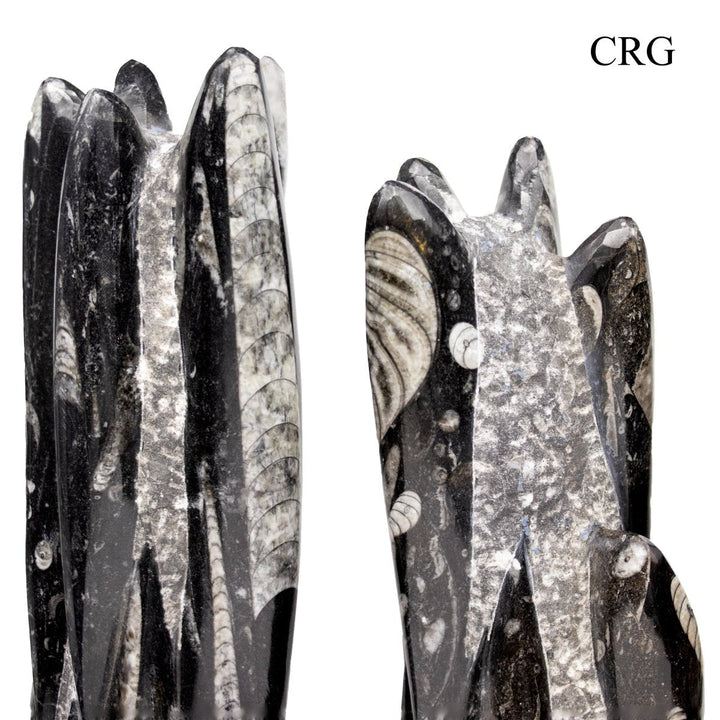 Orthoceras Fossil Sculpture (1 Piece) Size 11 to 13 Inches Crystal Gemstone Home DecorCrystal River Gems