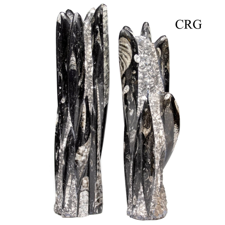 Orthoceras Fossil Sculpture (1 Piece) Size 11 to 13 Inches Crystal Gemstone Home DecorCrystal River Gems