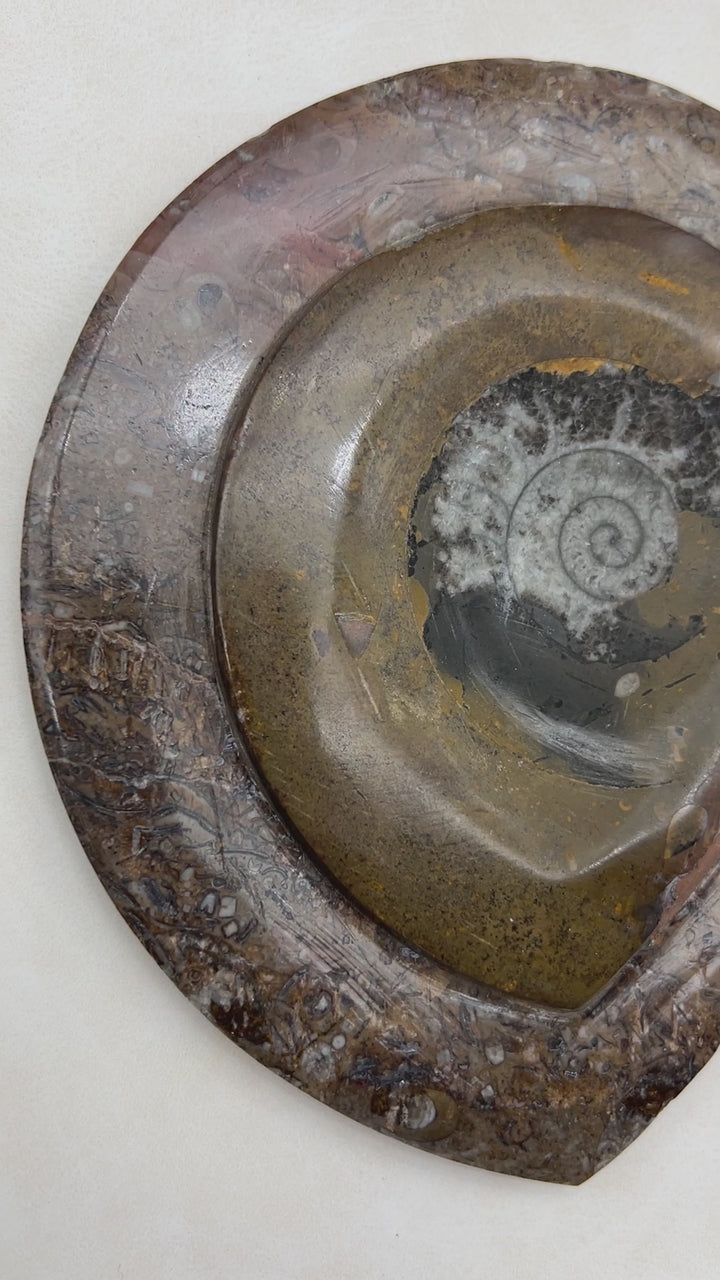 Orthoceras and Ammonite Fossil Sculpture / 5-9" AVG