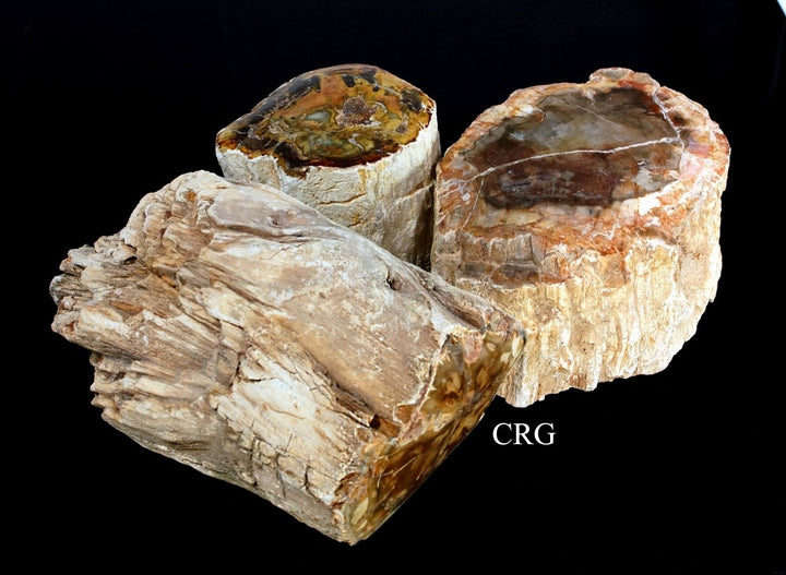 Petrified Wood Chunks - 1" - 3" - 1 kg.Crystal River Gems