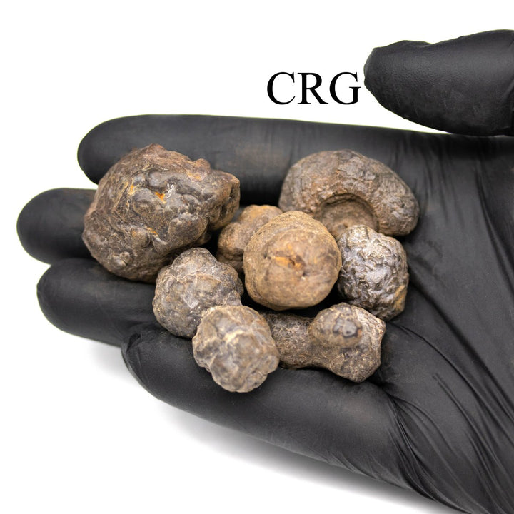 Rough Prophecy Stone / 1" AVG - 1 KILO LOTCrystal River Gems