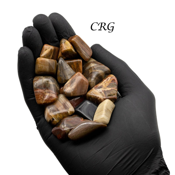 Tumbled Petrified Wood / 1 - 2" AVG - 1 LB. LOTCrystal River Gems