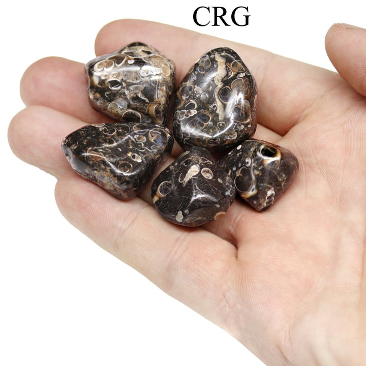 Tumbled Turritella Agate / 1 - 1.5" AVG - 1 LB. LOTCrystal River Gems