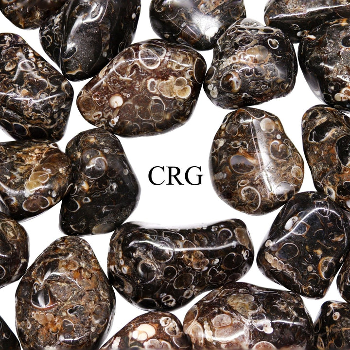 Tumbled Turritella Agate / 1 - 1.5" AVG - 1 LB. LOTCrystal River Gems