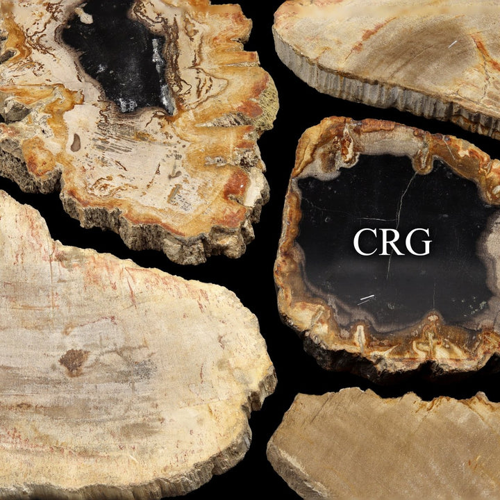 Petrified Wood Slab / 4.5 - 9.5" AVG - QTY 1Crystal River Gems