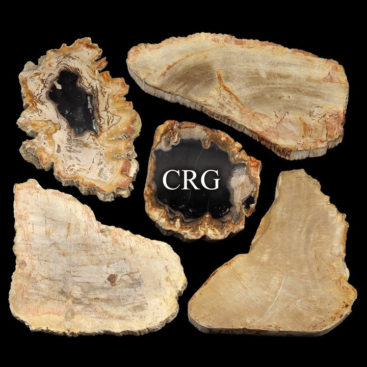 Petrified Wood Slab / 4.5 - 9.5" AVG - QTY 1Crystal River Gems