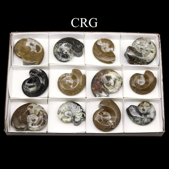 Polished Ammonite Fossils - 12 Piece FlatCrystal River Gems