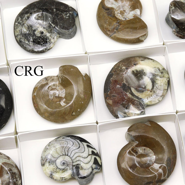 Polished Ammonite Fossils - 12 Piece FlatCrystal River Gems
