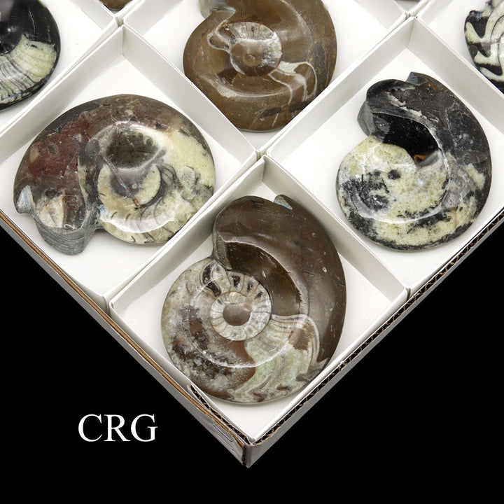 Polished Ammonite Fossils - 12 Piece FlatCrystal River Gems