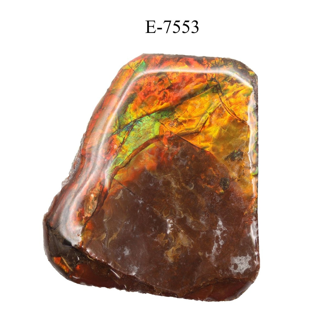 E - 7553 Polished Fire Ammolite - 14 gCrystal River Gems