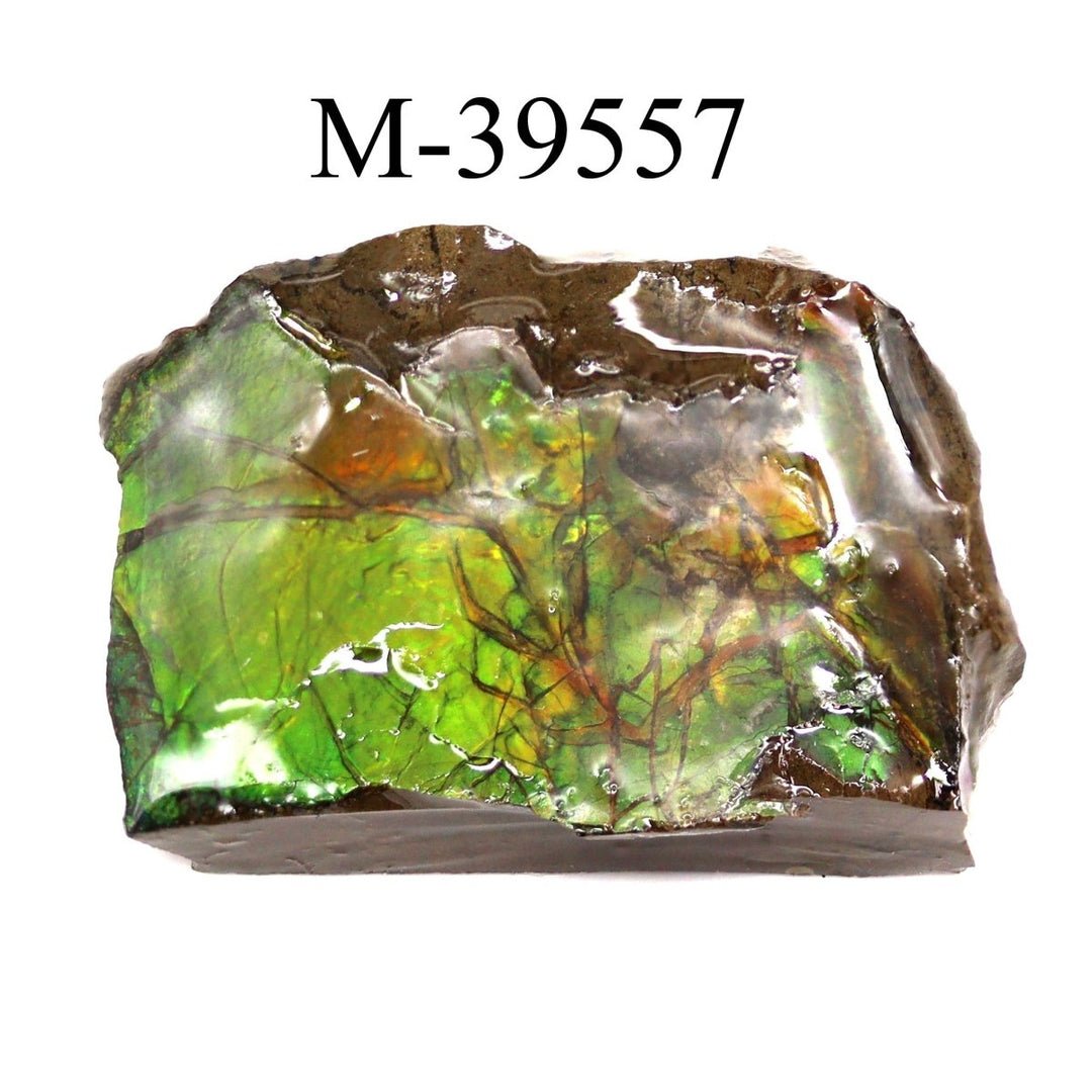 M - 39557 Polished Fire Ammolite From CanadaCrystal River Gems