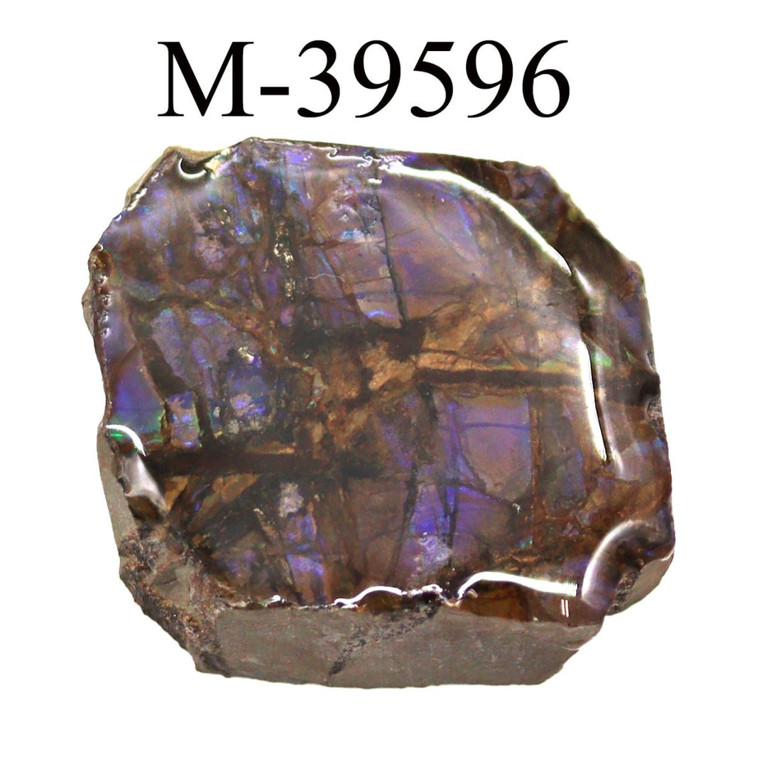 M - 39596 - Polished Fire Ammolite From CanadaCrystal River Gems