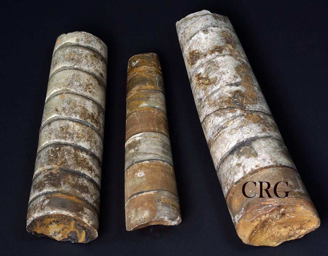 Baculite Fossil (4 - 5 Inches) (1 Pc) Rounded Fractured Extinct Species FossilCrystal River Gems