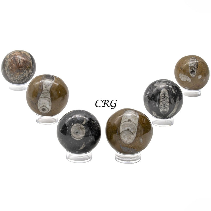 Orthoceras Fossil Sphere (1 Piece) Size 40 to 60 mm Polished Crystal GemstoneCrystal River Gems