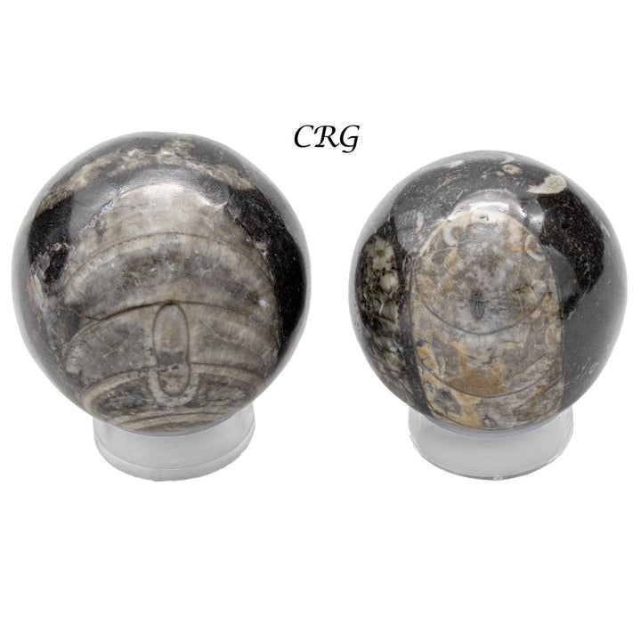 Orthoceras Fossil Sphere (1 Piece) Size 40 to 60 mm Polished Crystal GemstoneCrystal River Gems