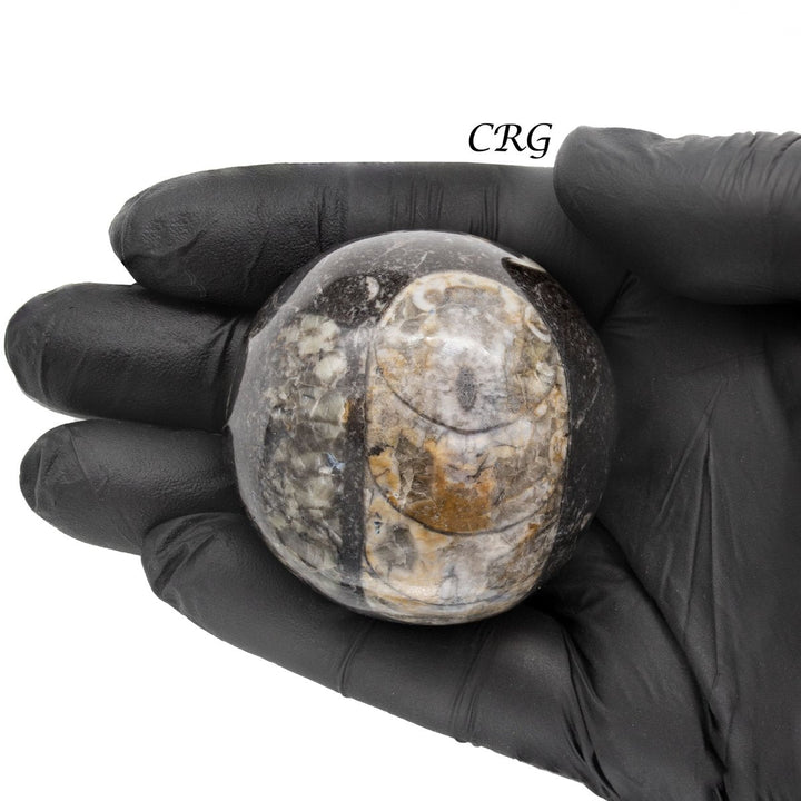 Orthoceras Fossil Sphere (1 Piece) Size 40 to 60 mm Polished Crystal GemstoneCrystal River Gems