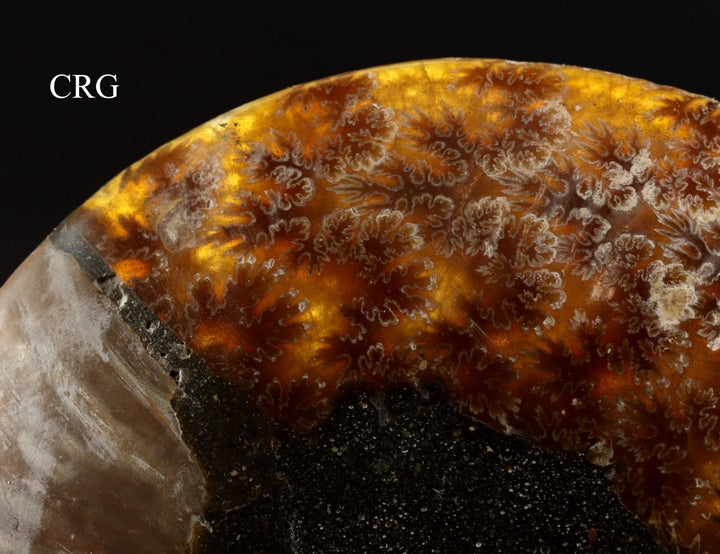 Polished Ammonite Fossil Pair with Madagascar Cut - 4" - 5" - QTY 1 PAIRCrystal River Gems