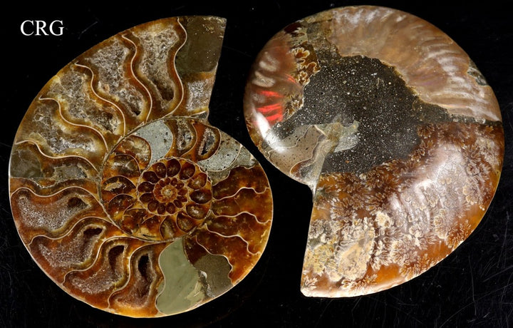 Polished Ammonite Fossil Pair with Madagascar Cut - 4" - 5" - QTY 1 PAIRCrystal River Gems