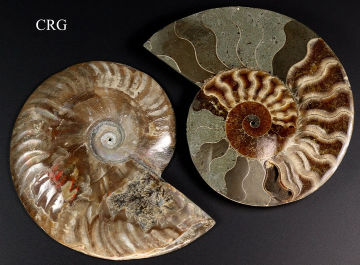 Polished Ammonite Fossil Pair with Madagascar Cut - 4" - 5" - QTY 1 PAIRCrystal River Gems