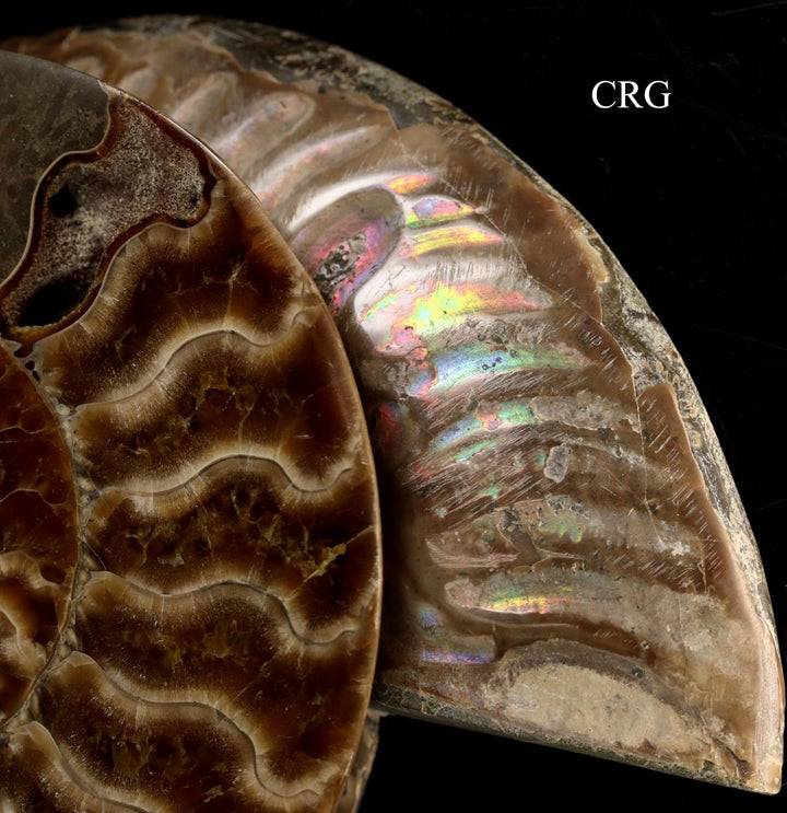 Polished Ammonite Fossil Pair with Madagascar Cut - 4" - 5" - QTY 1 PAIRCrystal River Gems