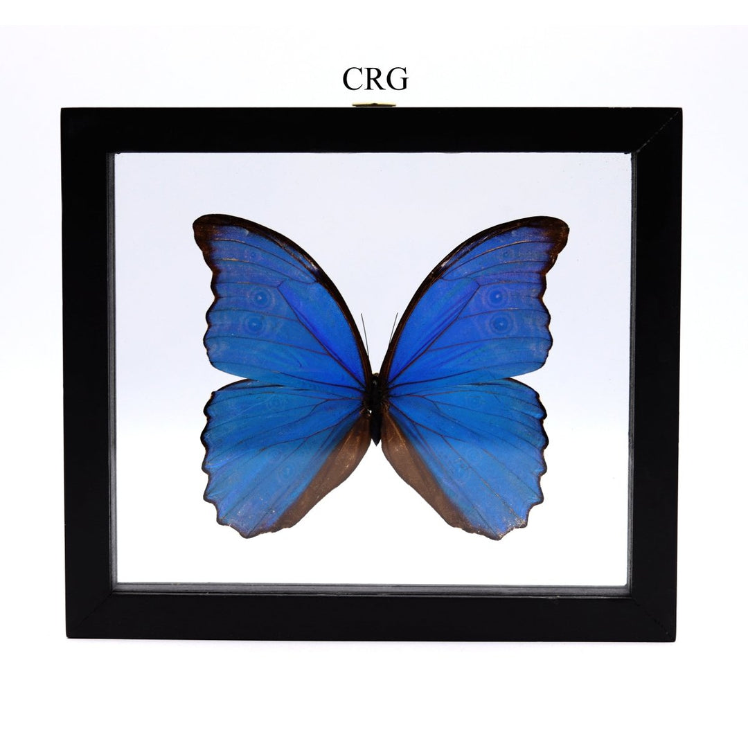 QTY 1 - Blue Morpho Butterfly (Morpho Peleides) Specimen in Black Wood FrameCrystal River Gems