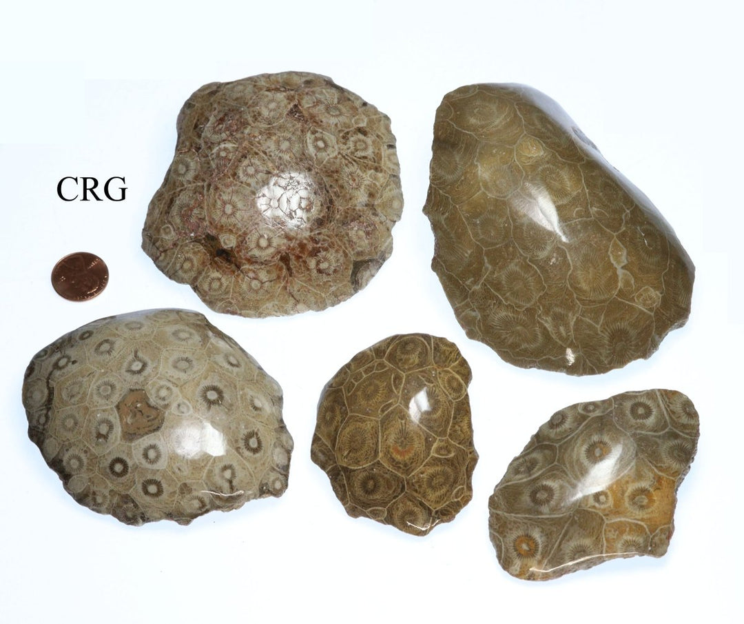 QTY 1 - Fossilized Coral Chunk / 2" - 4" AvgCrystal River Gems