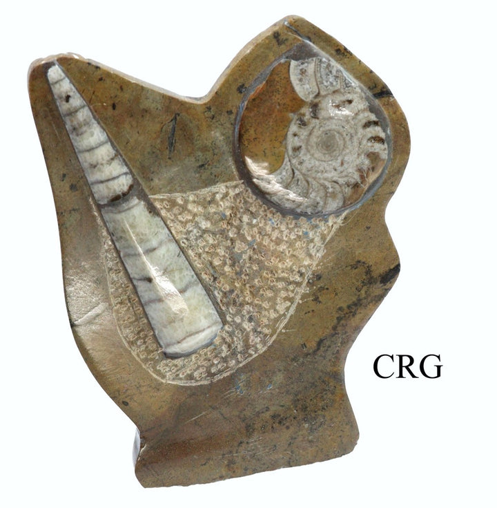 QTY 1 - Orthoceras and Ammonite Fossil Sculpture / 5 - 6" AVGCrystal River Gems