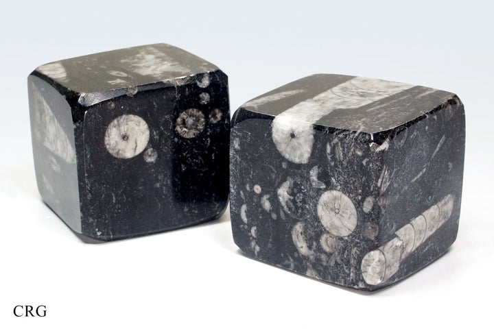 QTY 1 - Orthoceras Fossil Cube 45 - 55 mmCrystal River Gems