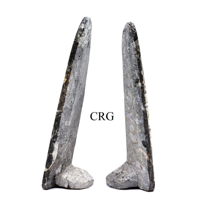 QTY 1 - Orthoceras Fossil Spear Sculpture / 6 - 7" AVGCrystal River Gems