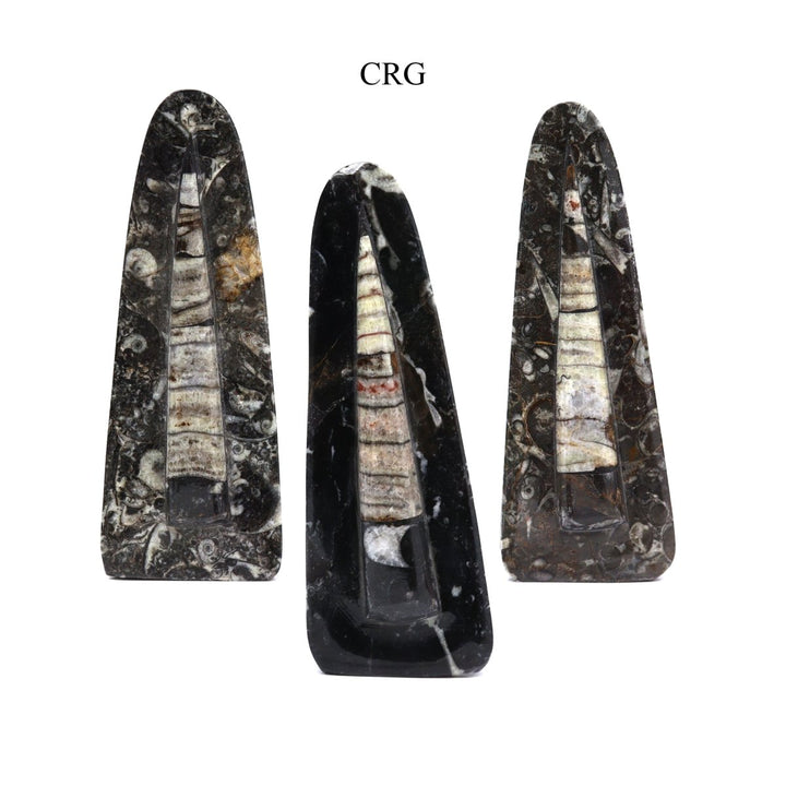 QTY 1 - Orthoceras Fossil Spear Sculpture / 6 - 7" AVGCrystal River Gems