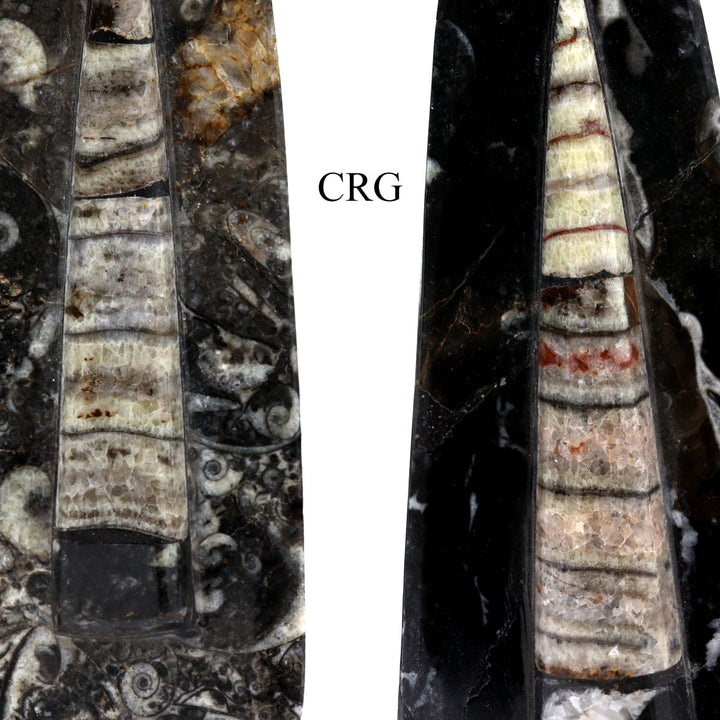 QTY 1 - Orthoceras Fossil Spear Sculpture / 6 - 7" AVGCrystal River Gems