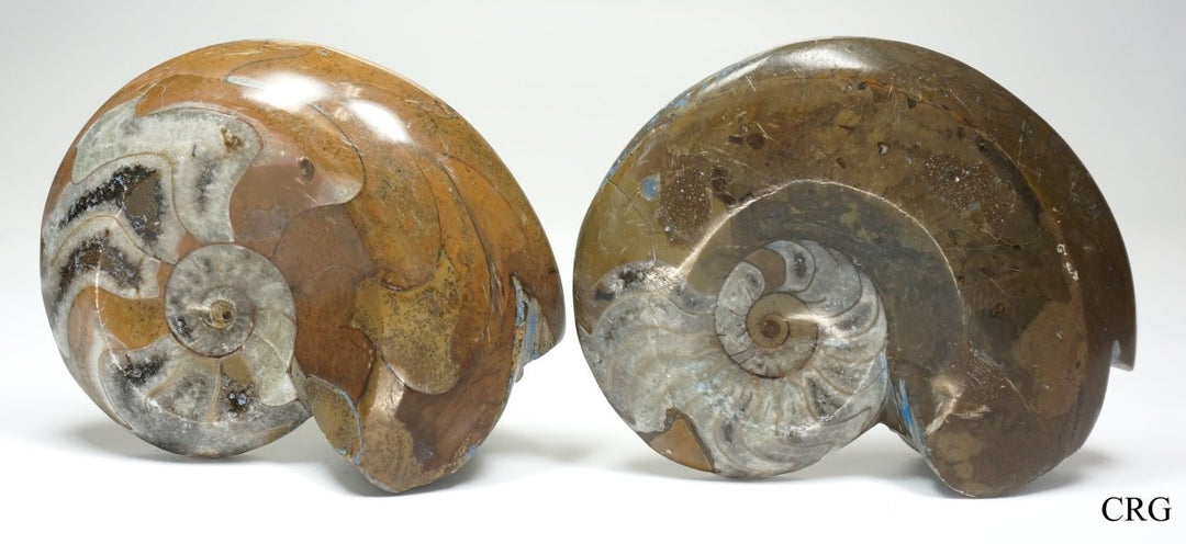 QTY 1 - Polished Brown Goniatite Ammonite Fossil / 2.5-4" AVG