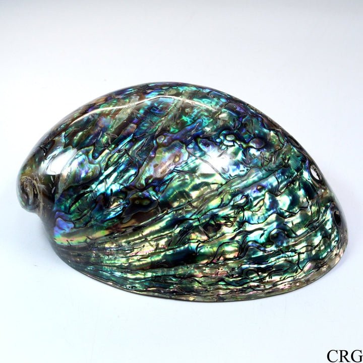 Polished Rainbow Abalone "Paua" Shell Dish - 4.5" - QTY 1Crystal River Gems