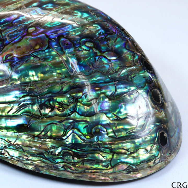 Polished Rainbow Abalone "Paua" Shell Dish - 4.5" - QTY 1Crystal River Gems
