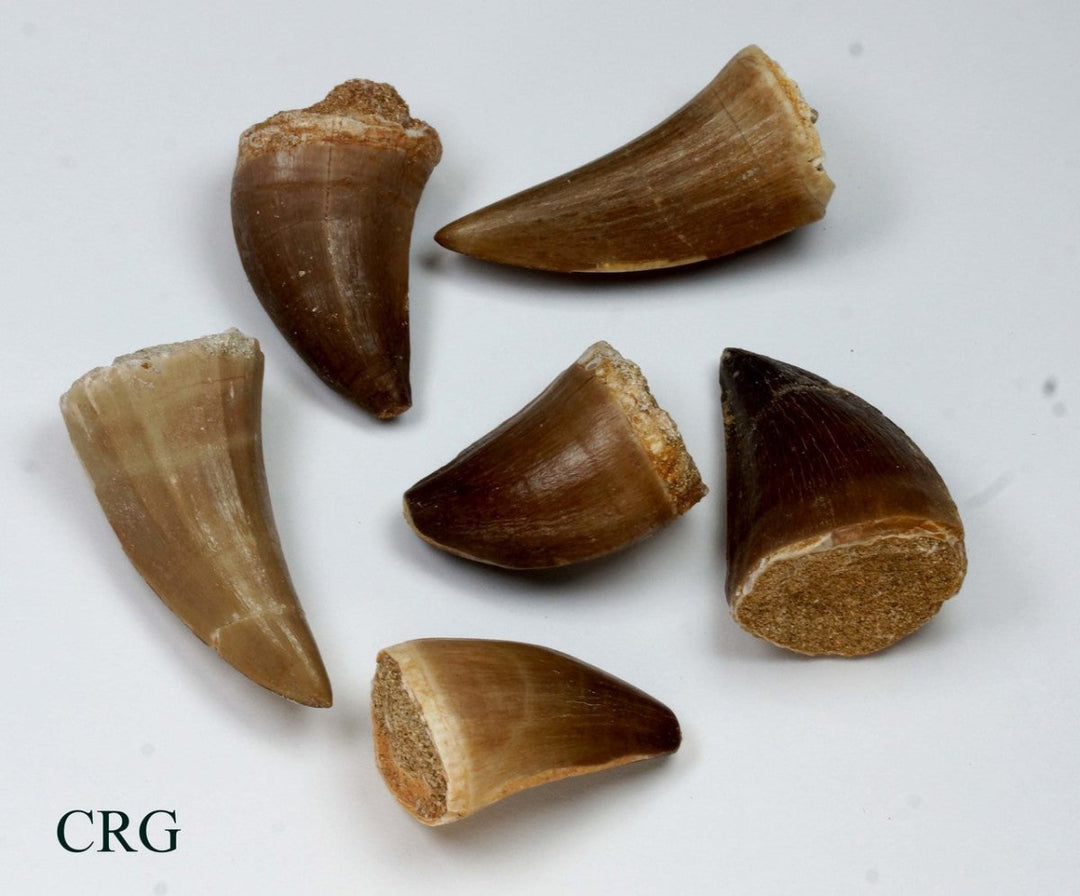 QTY 1 - Real Mosasaurus Fossil Tooth / 40 - 50mm AVGCrystal River Gems