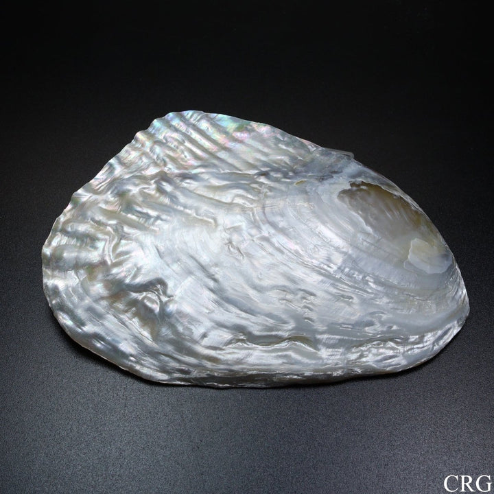 QTY 1 - River Clam Shell Dish with Freshwater Pearl / 4 - 5" AVGCrystal River Gems