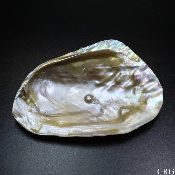 QTY 1 - River Clam Shell Dish with Freshwater Pearl / 4 - 5" AVGCrystal River Gems