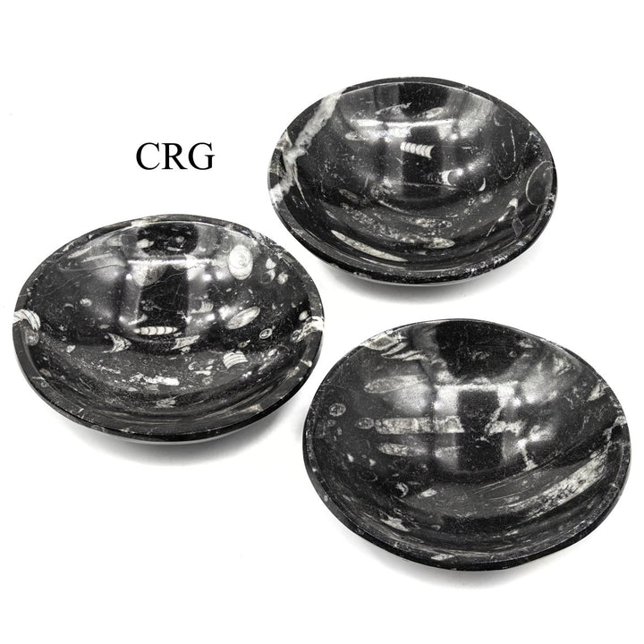 QTY 1 - Small Deep Orthoceras Fossil Bowl / 4.5" x 1"Crystal River Gems