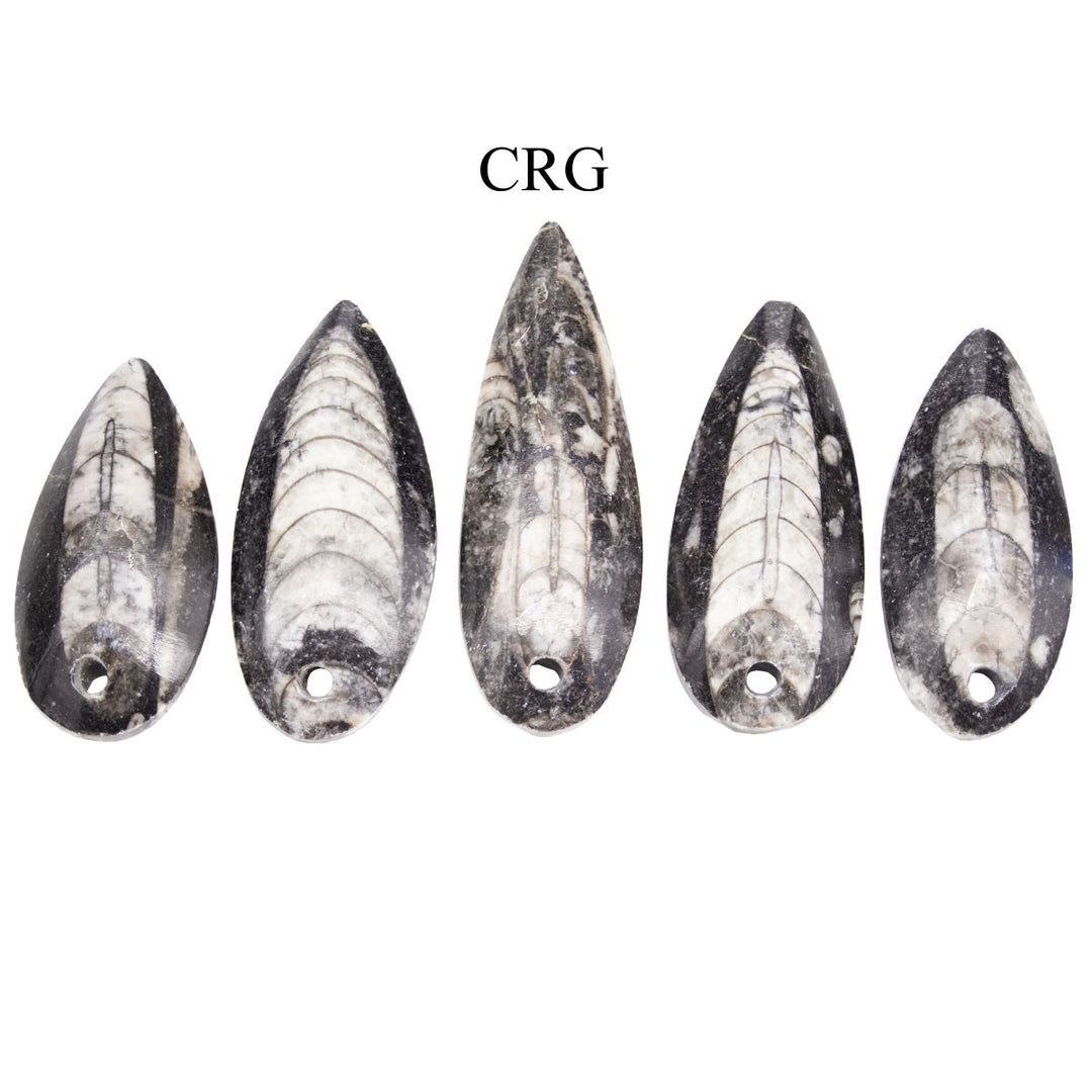SET OF 10 - Polished Orthosceras Fossil Pendants / 1-4" AVG