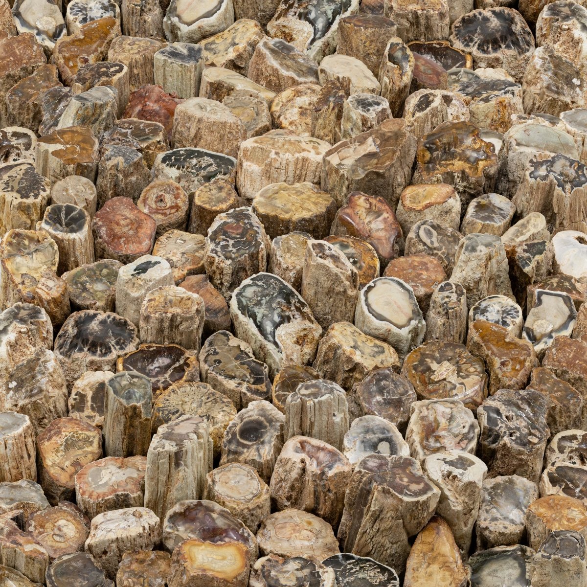 Petrified Wood - Crystal River Gems