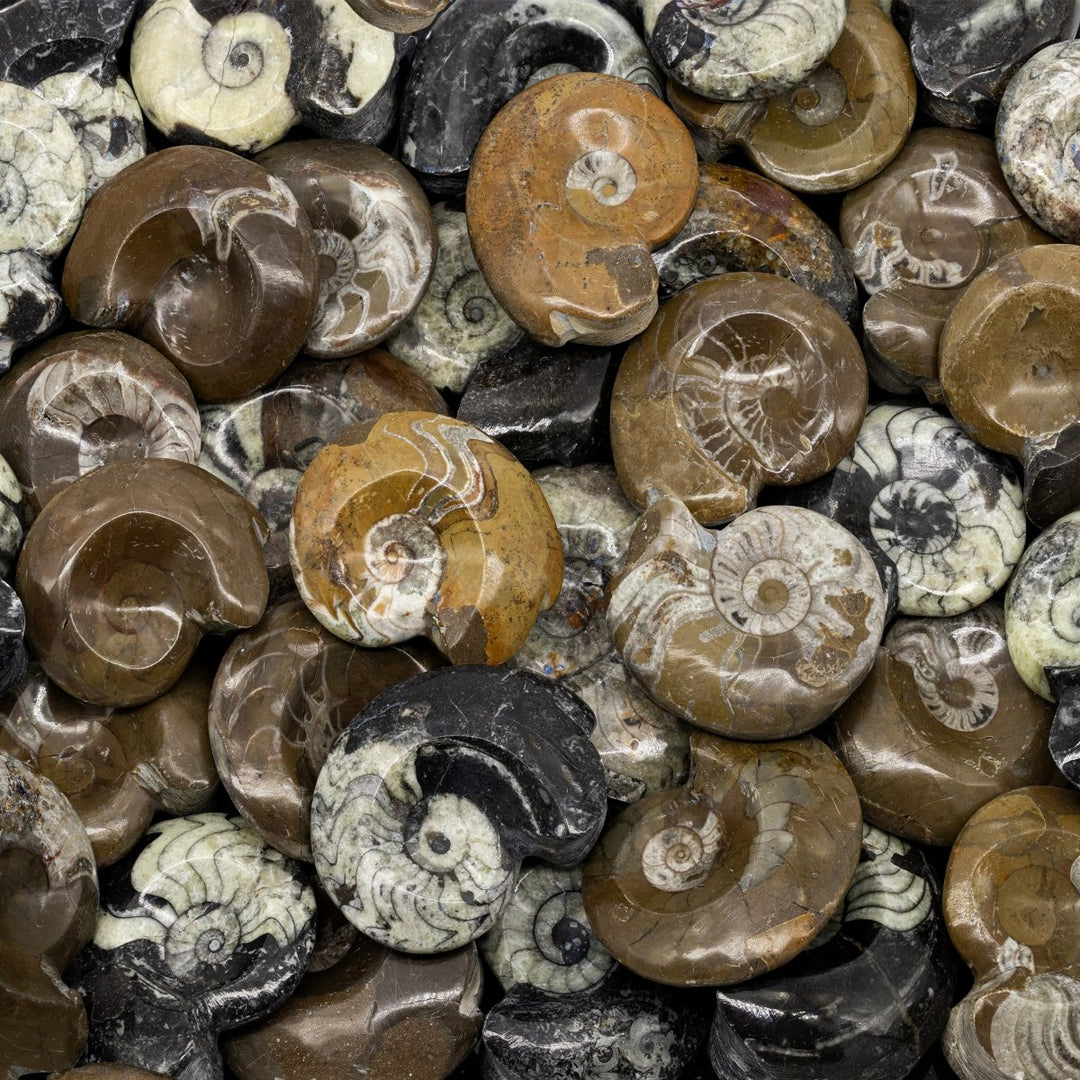 Fossils - Crystal River Gems