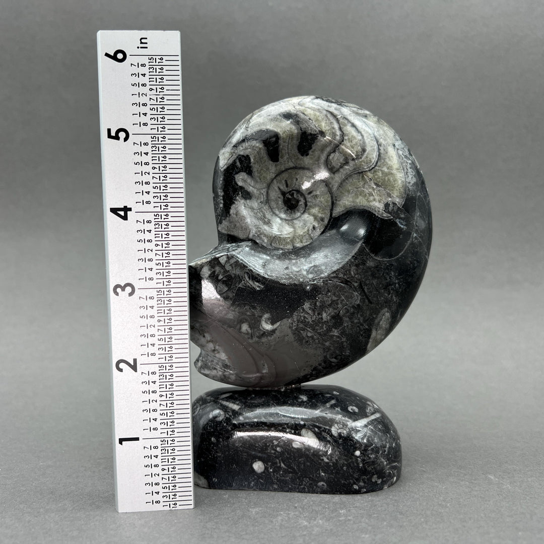 Orthoceras Fossil Shell Shape Standing Display Sculpture (1 Piece) Size 5 to 6 Inches Crystal Gemstone Home Decor