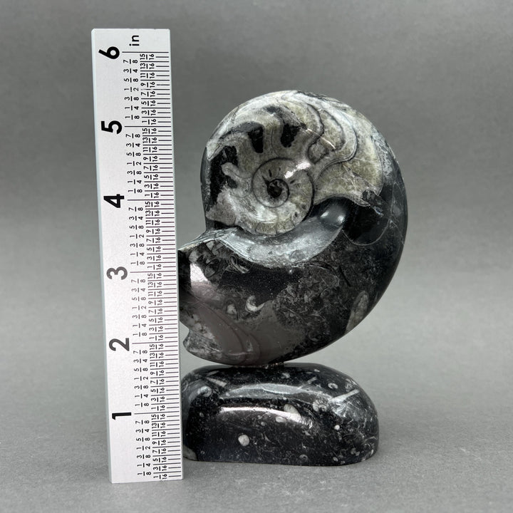 Orthoceras Fossil Shell Shape Standing Display Sculpture (1 Piece) Size 5 to 6 Inches Crystal Gemstone Home Decor
