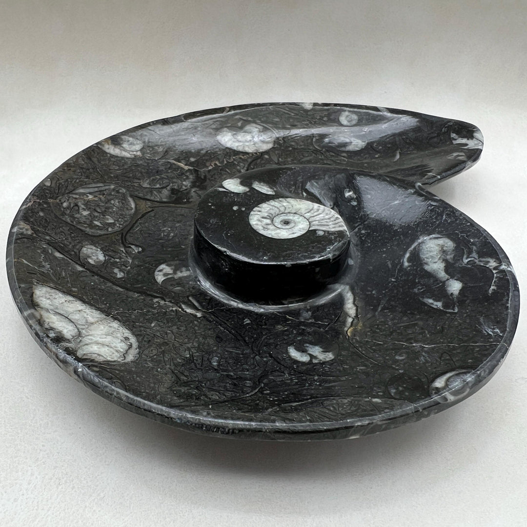 Orthoceras Fossil Dish