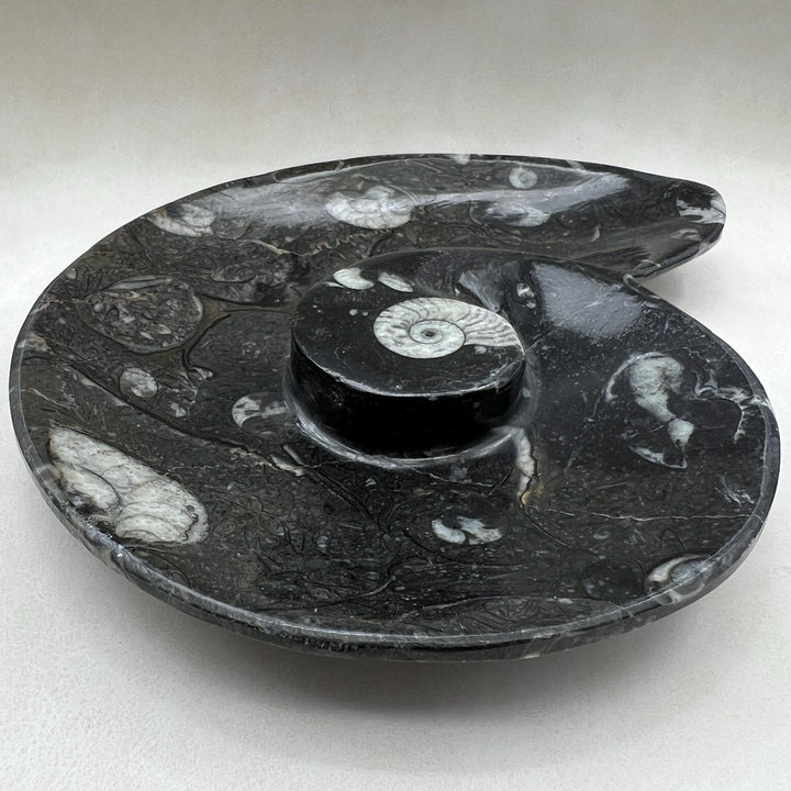 Orthoceras Fossil Dish