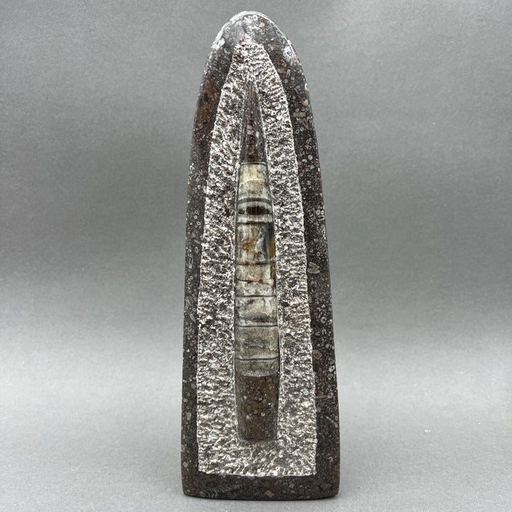 Tall Orthoceras Fossil Standing Display Sculpture (1 Piece) Size 11 to 13 Inches Crystal Gemstone Home Decor