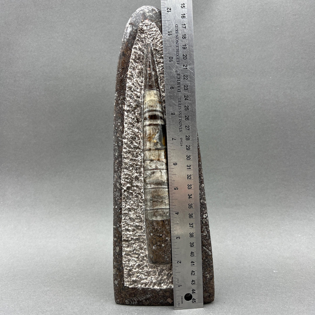 Tall Orthoceras Fossil Standing Display Sculpture (1 Piece) Size 11 to 13 Inches Crystal Gemstone Home Decor