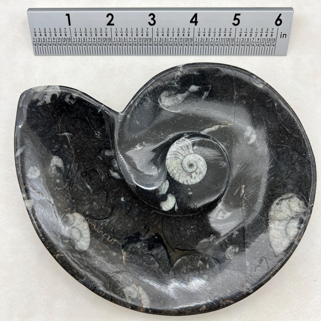 Orthoceras Fossil Dish